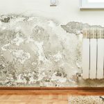 Where Does Mold Commonly Grow?