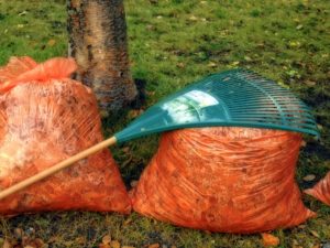 Yard Clean Up