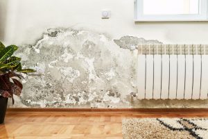 mold removal services