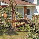 How a Waste Removal Service Can Help Your Fall Yard Cleanup