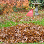 Tips on How To Clean Your Yard Efficiently