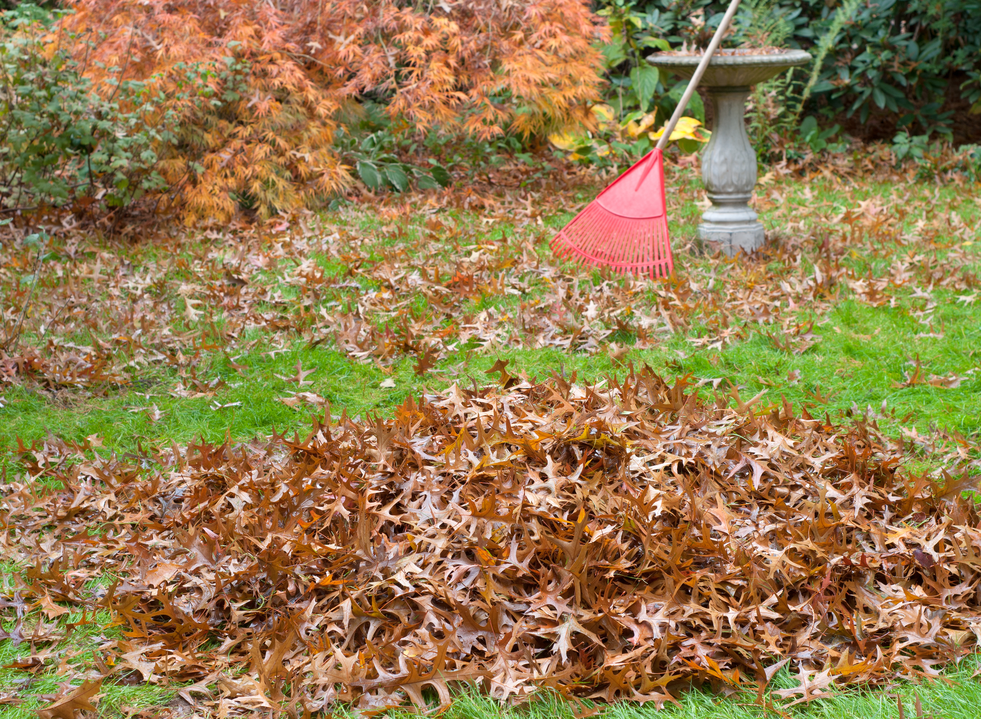 Tips on How To Clean Your Yard Efficiently